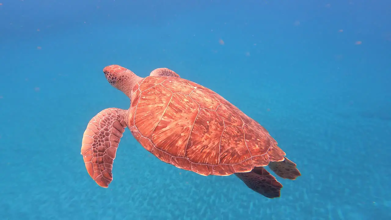 Beautiful Loggerhead Sea Turtle Swimming Undersea At Cabo Verde Islands West Africa