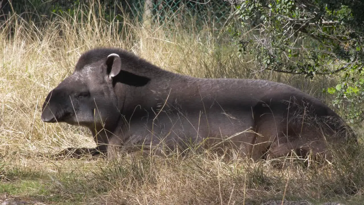 The Brazilian Tapir