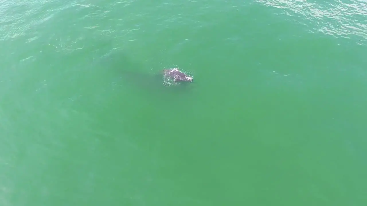 Aerial Over A North Atlantic Right Whale Mother And Calf Swimming With Bottlenose Dolphins 4