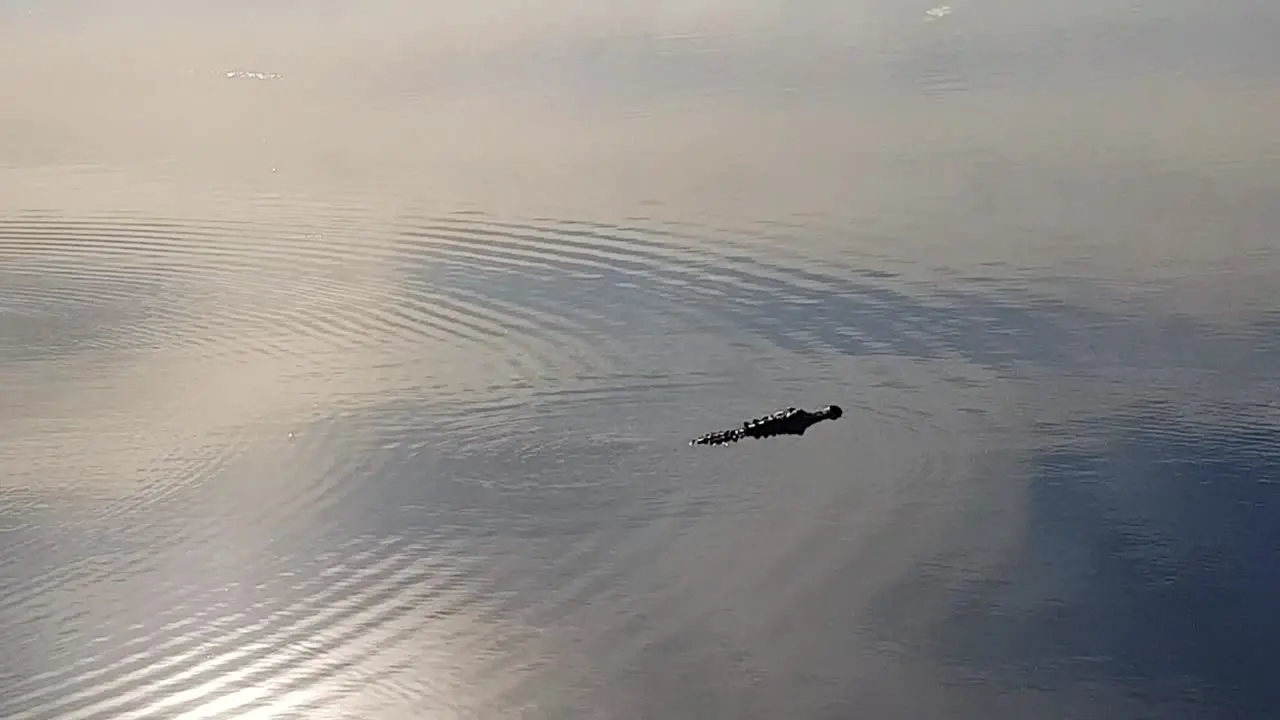 Florida gator swimming in Kissimmee lake Toho making ripples in water