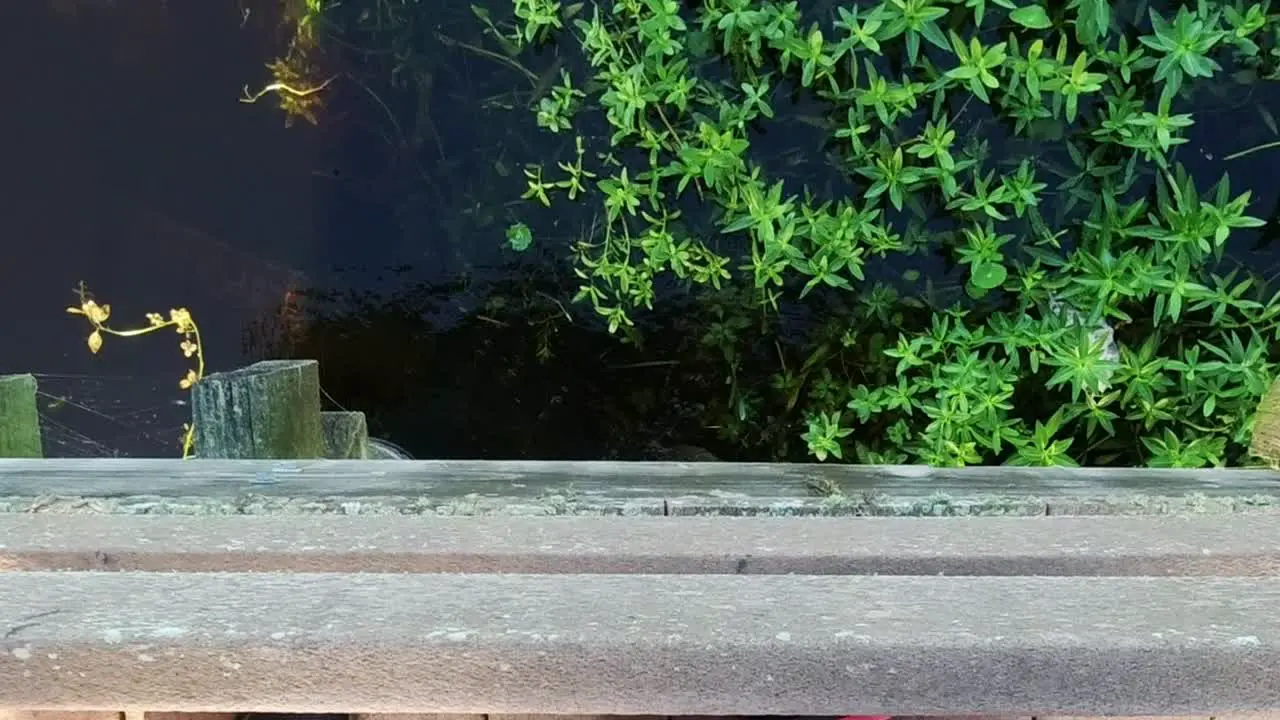 Florida alligator swimming under wooden dock at lake Toho Kissimmee central Florida