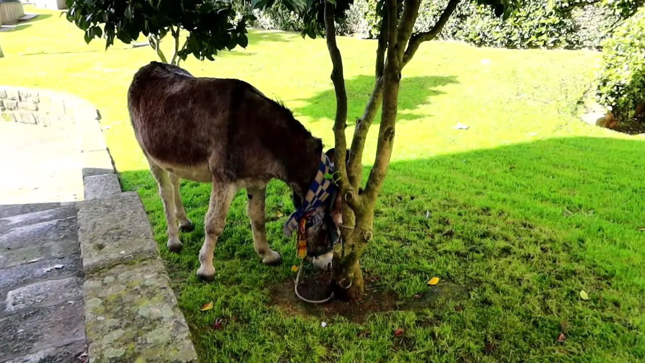 Mismanaged donkey tied to tree grazing lawn