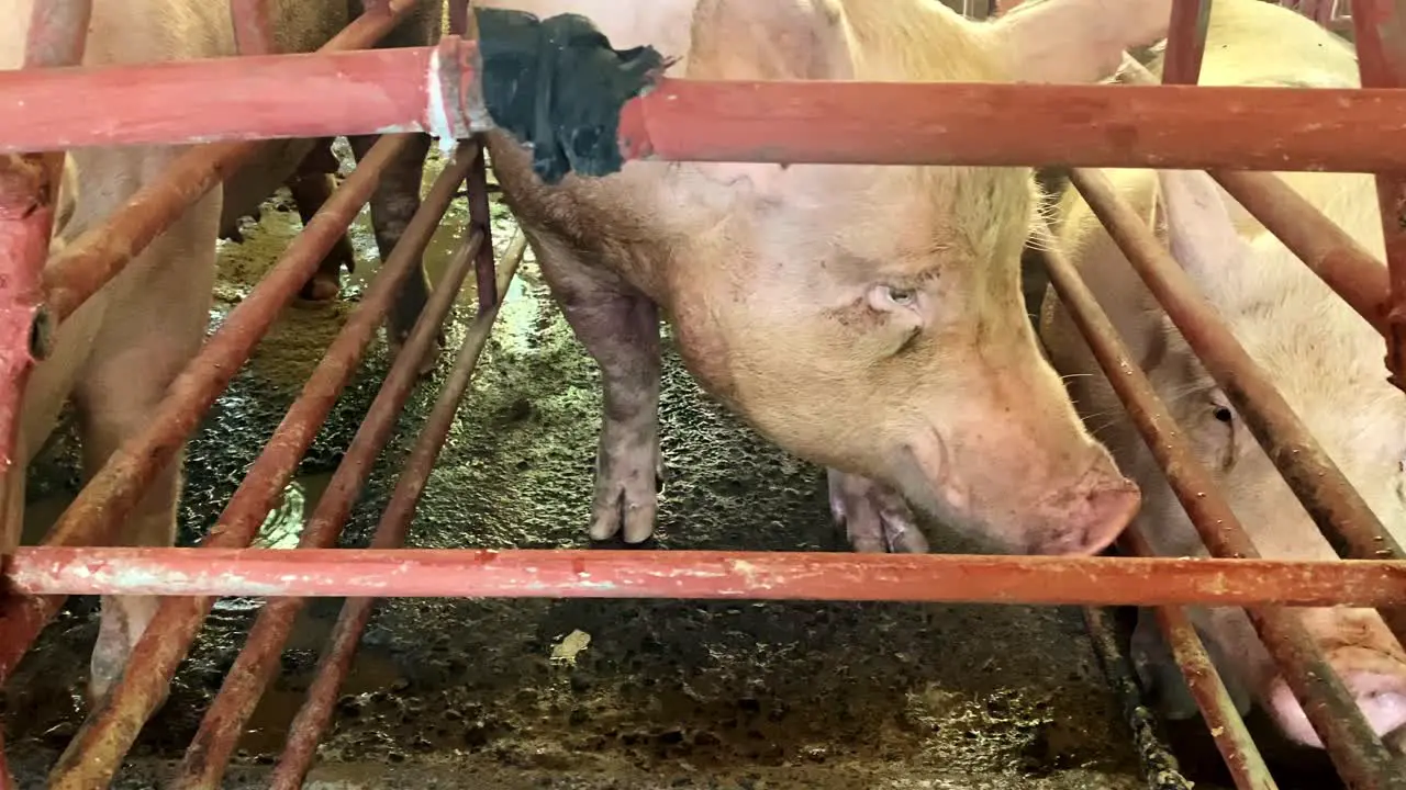 Helpless Pigs Drinking in Caged Crammed Gestation Crates Pork Industry