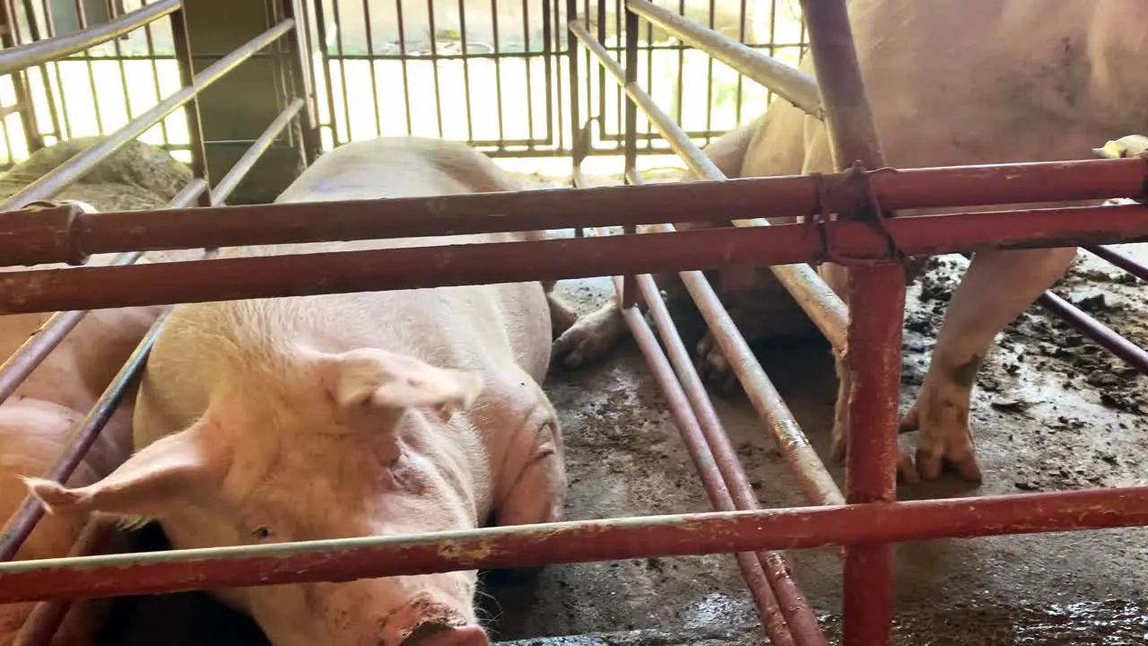 Helpless Pigs Caged in Crammed Gestation Crates Pork Industry