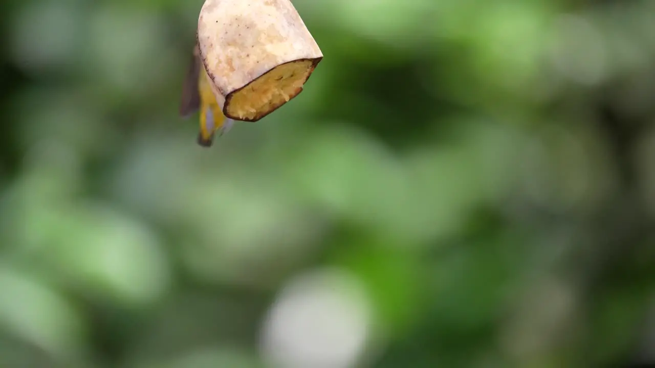 a male orange bellied flowerpecker bird flies close to a banana his feet stick to the fruit while his beak pierces the fruit and eats it