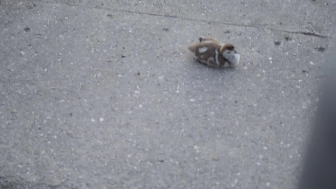 Duckling curled up on a concrete surface resting in isolation