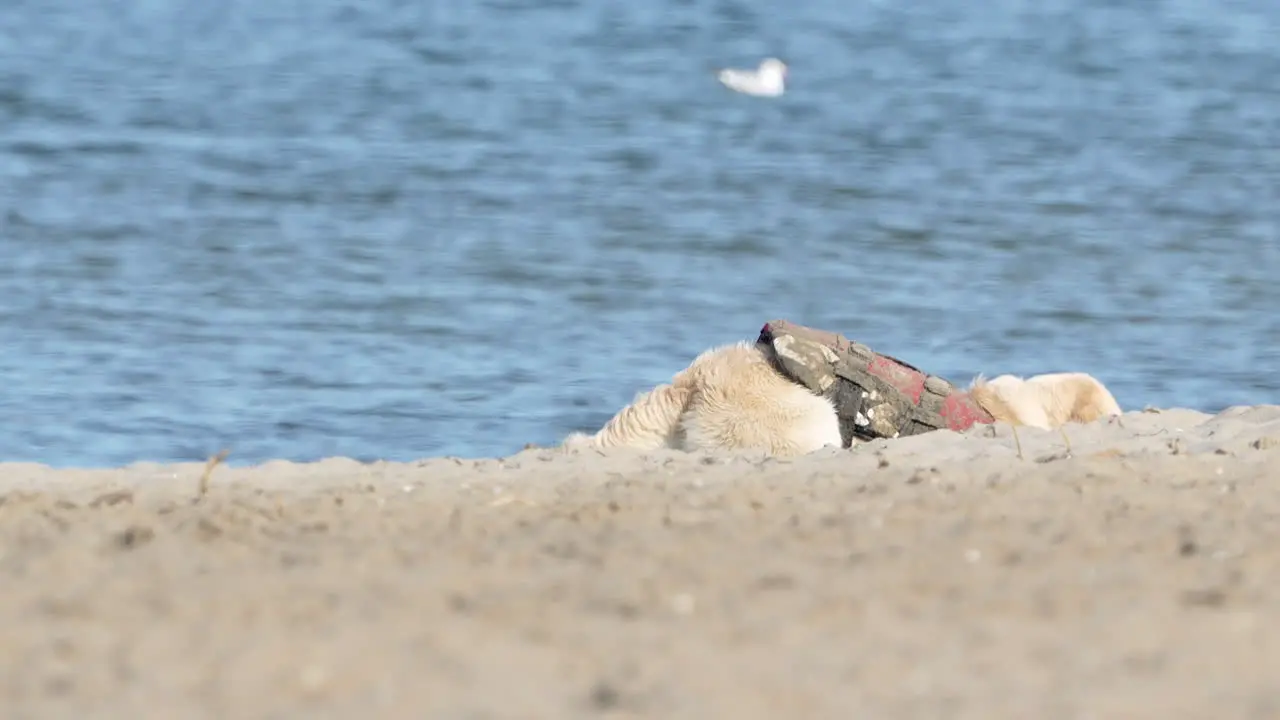 Golden retriever in a harness playing on a sandy beach with gentle waves and a seagull in the background daylight