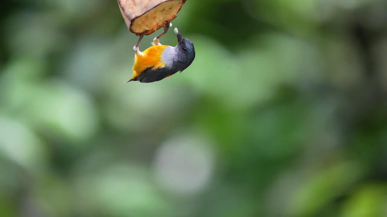 the orange bellied flowerpecker bird is eating a hanging ripe banana