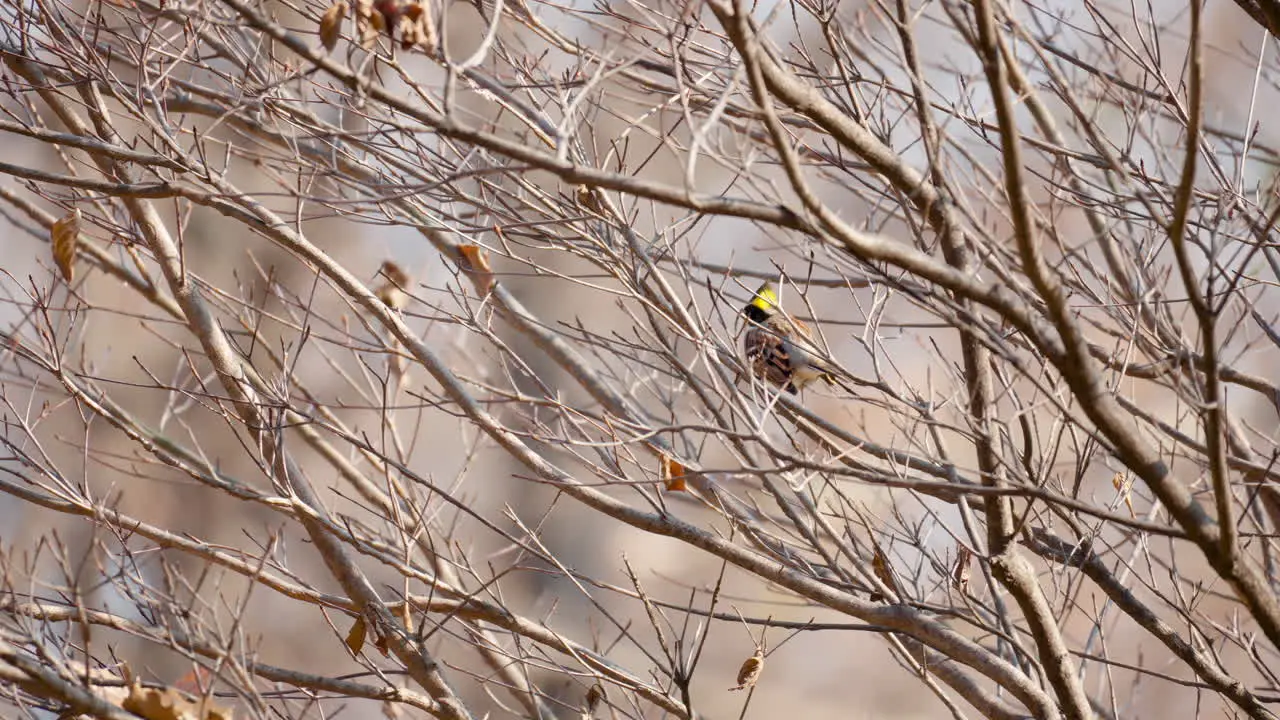 Leafless Tree and Perched Yellow-Throated Bunting Resting in Autumn Forest in Seoul South Korea