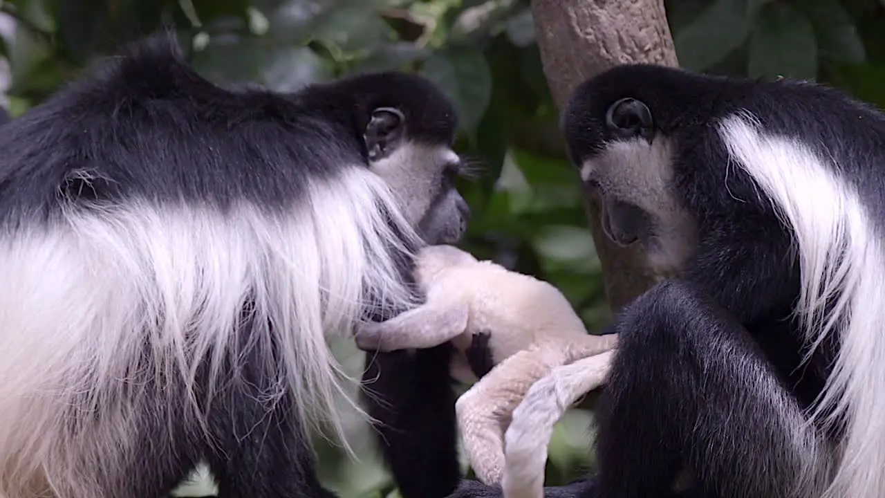 Rare footage of a newborn black and white colobus monkey and his family that is eating in the forest