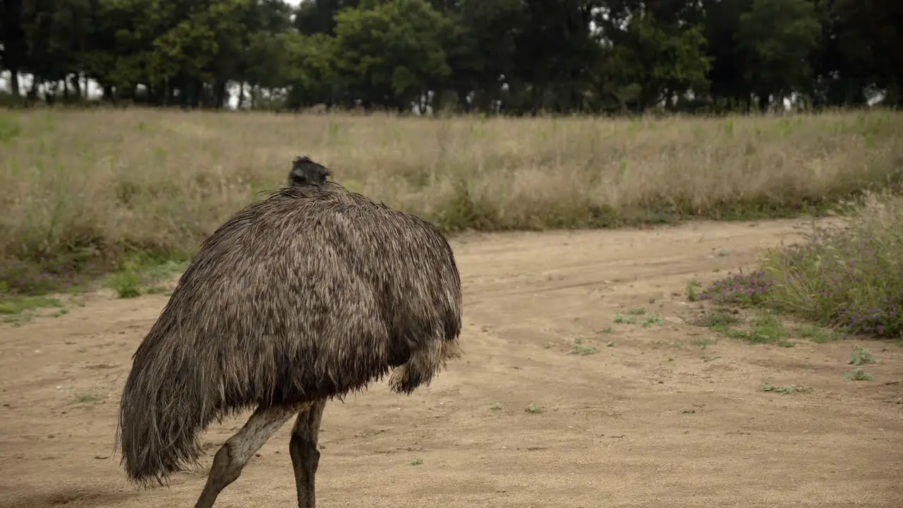 Australian emu bird wild animal in rural outback scene cleaning feathers closeup