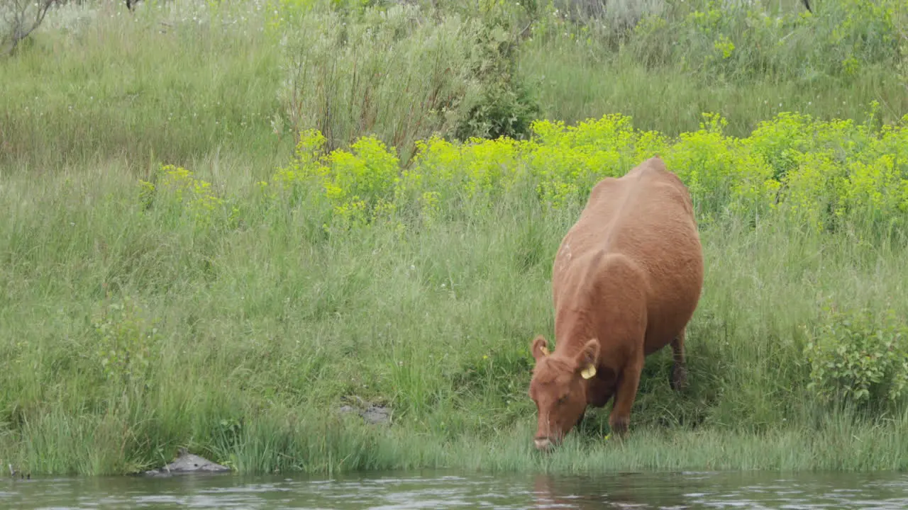 A beautiful healthy Red Angus Cow drinking and grazing along river banks