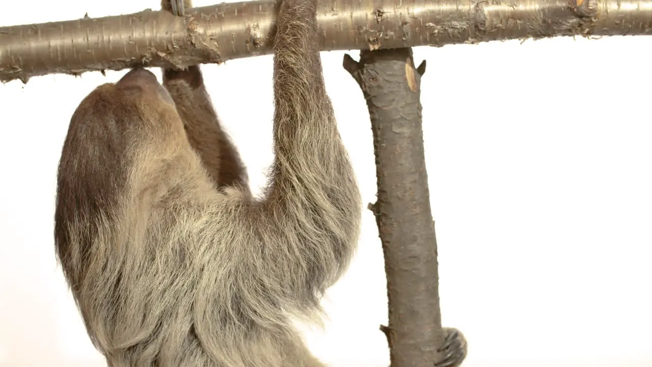 White background sloth with copy space hanging upside down