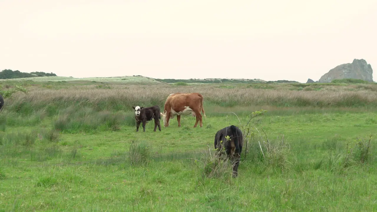 Calfs with their mothers grazing on a pasture at Sixes River and Cape Blanco at the Southern Oregon coast