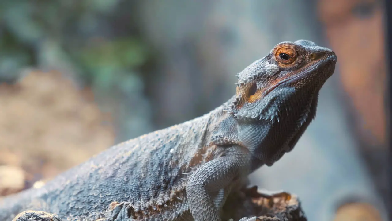 A Sleeping Bearded Dragon Suddenly Opens Its Eyes In The Wilderness extreme close up