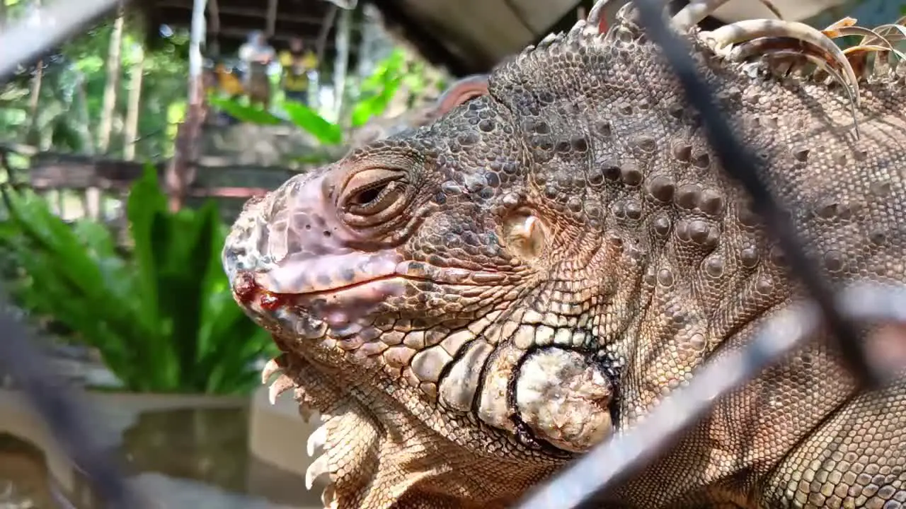 Red iguana in a wire cage in a reptile sanctuary_close up