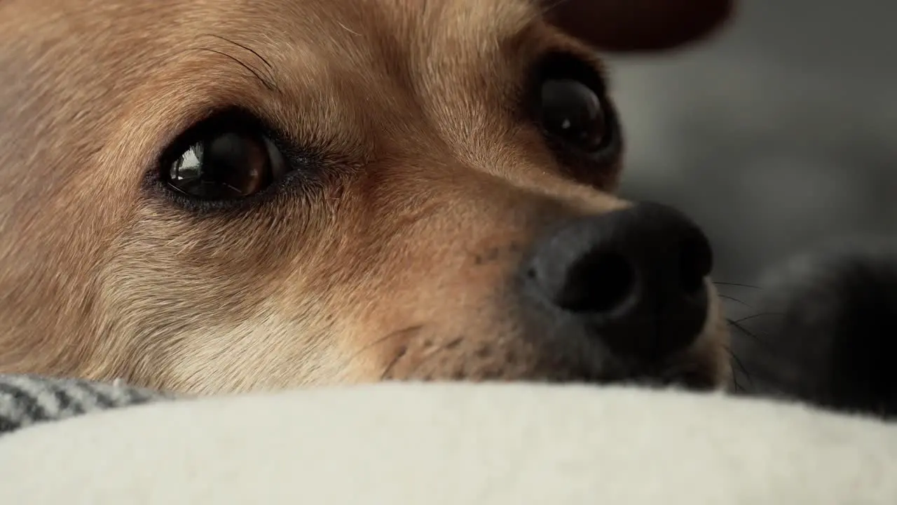 Cute Deer Head Chihuahua resting suddenly alert by noise in the background