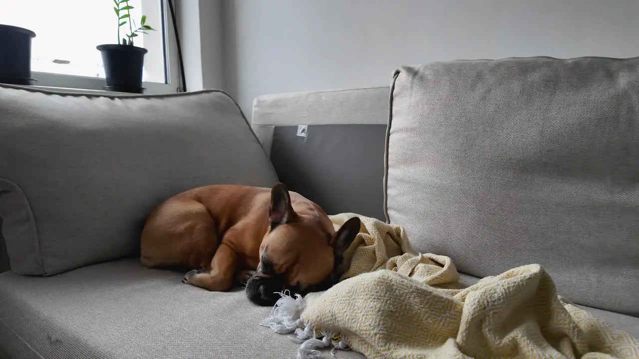 Cozy corner of a couch with a sleeping dog and blanket