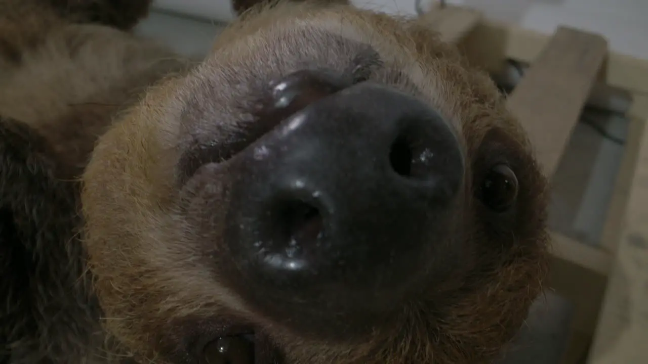 Extreme close up of sloth face