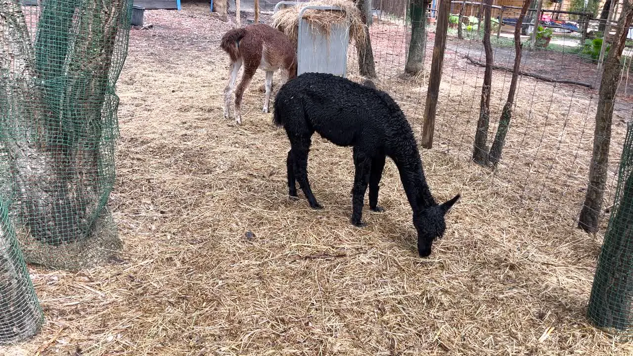 Black and brown alpaca calmly and selectively munches on hay from the ground on a farm in Alentejo Portuga