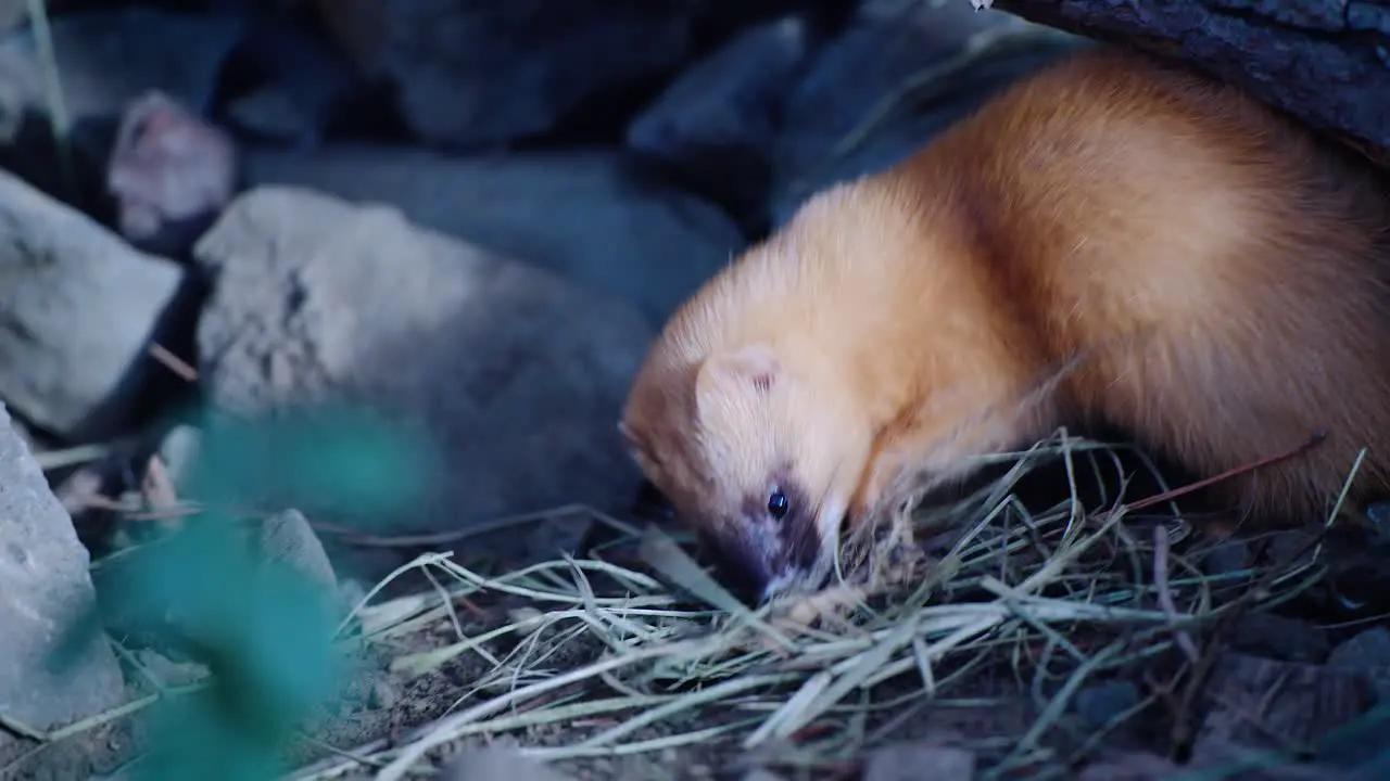 Close Shot Of Unique Species Of Japanese Weasel Playing In Ecozonia Park Perpignan