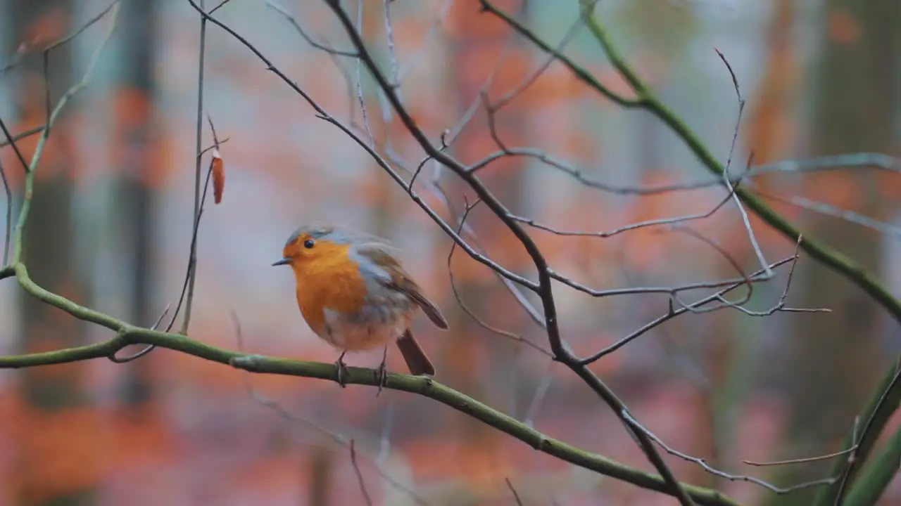 Close shot of a robing flying from the branch of a tree in an autumnal environment