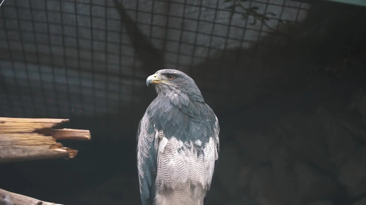 Close up of a beautiful grey and white hawk looking into the distance while sitting on a branch in South America