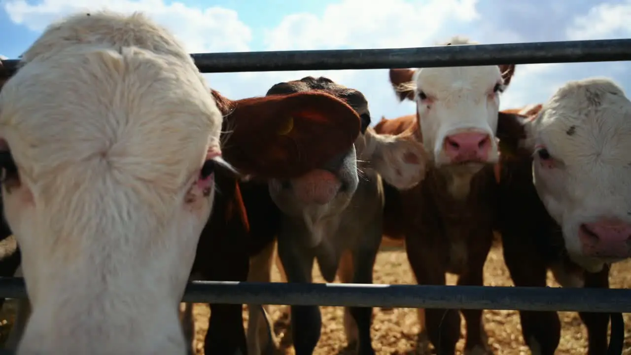 Calves in cowshed looking towards to camera from behind fence waiting hay