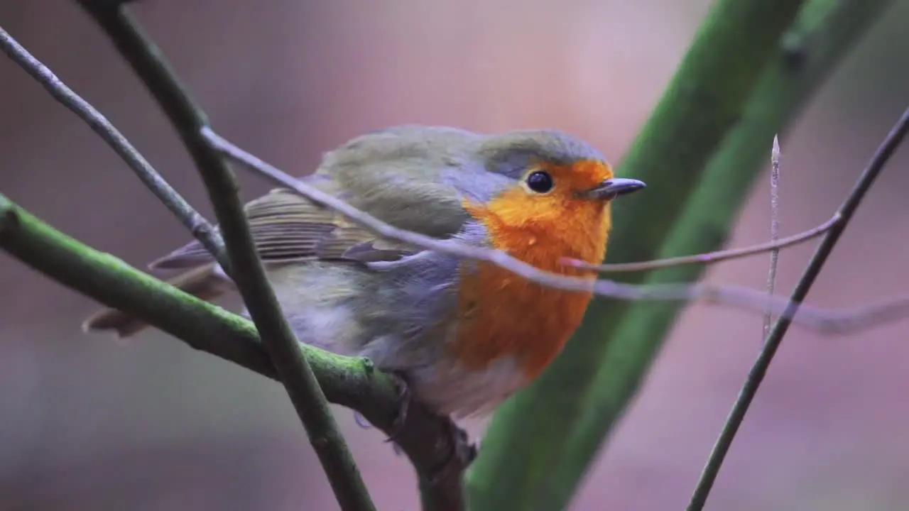 Close shot of a robin standing on a branch in a forest