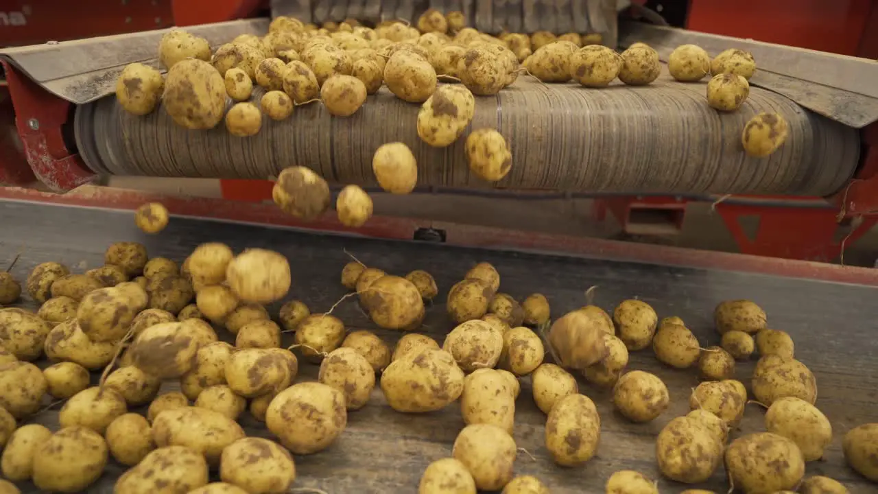 Fresh Cleaned And Sorted Potatoes On A Conveyor Belt