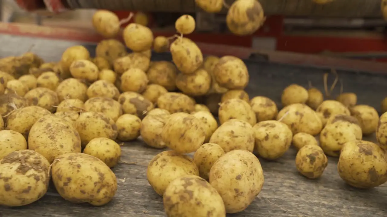 Working Conveyor Moves Potatoes Close-Up