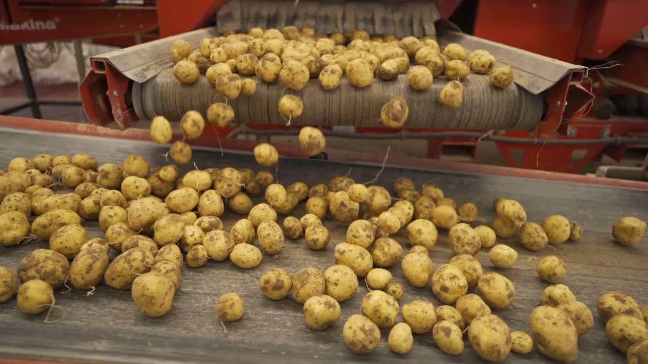 Potatoes pouring from conveyor to another conveyor