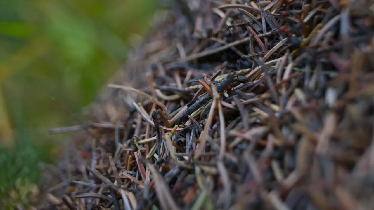 Anthill side close-up rack focus