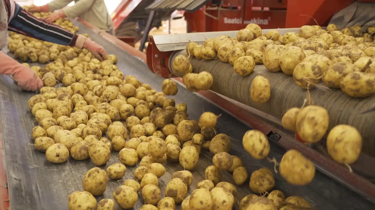 Potatoes spilled on conveyor and workers sorting and inspection potatoes on conveyor