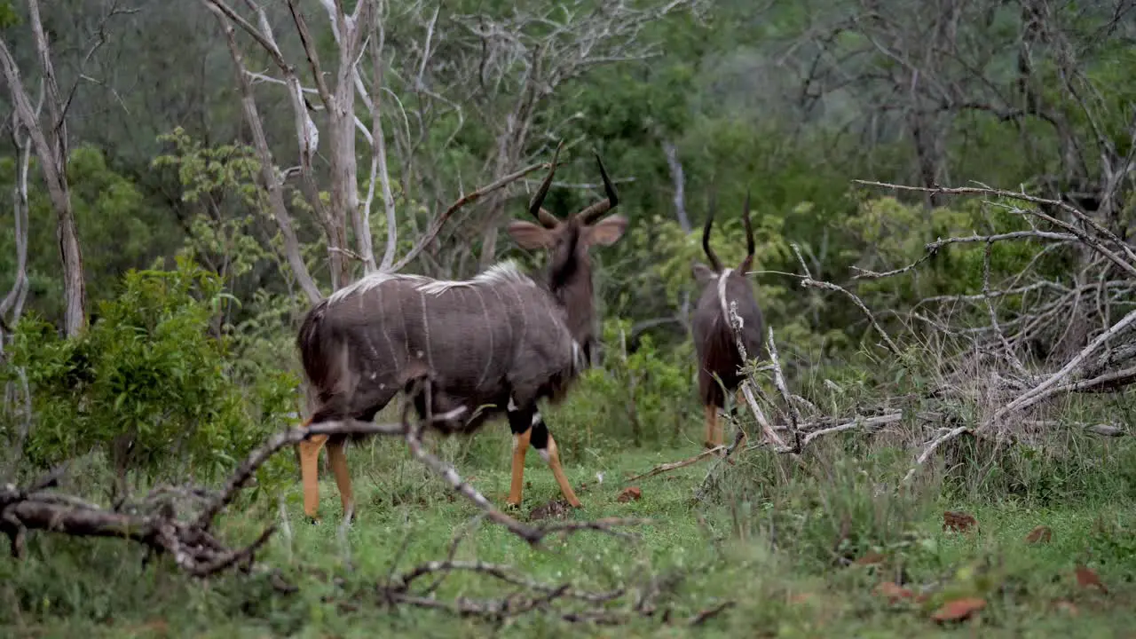 Nyala Antelope Startled by Herd of Impala in Africa Animal Wildlife Game Reserve