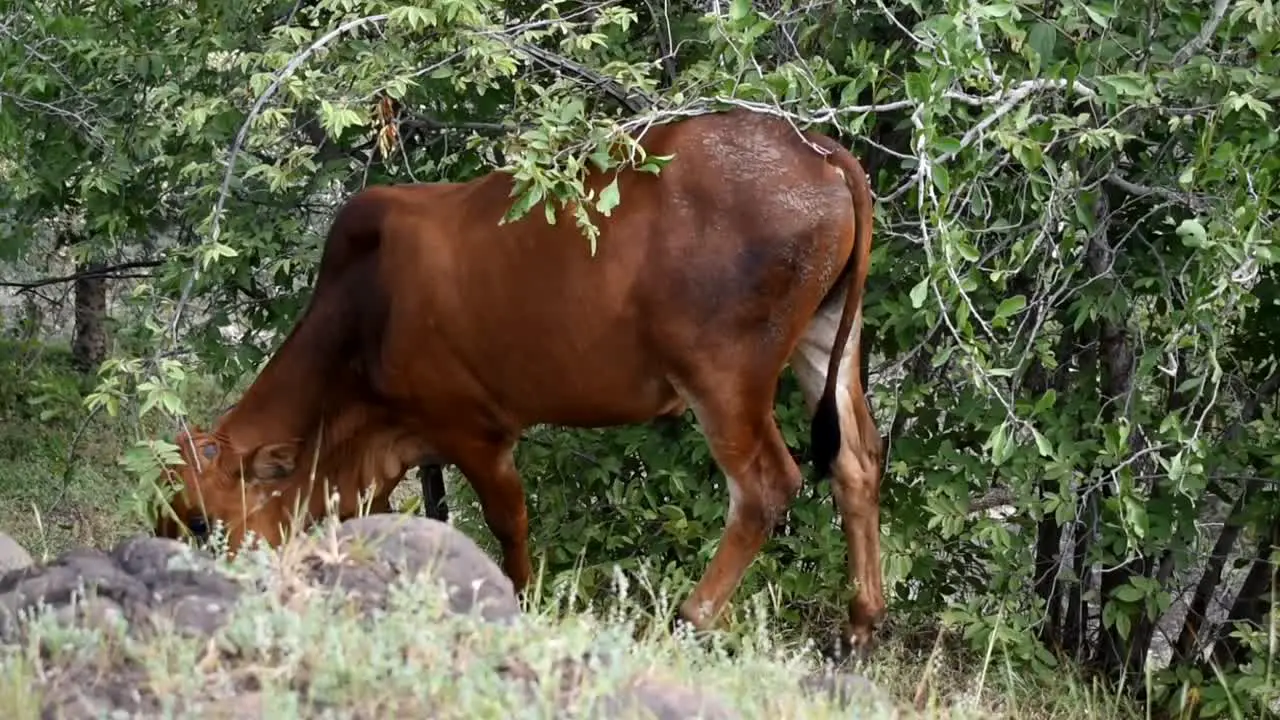 Hornless Brown Cow Foraging In A Farm Medium Shot