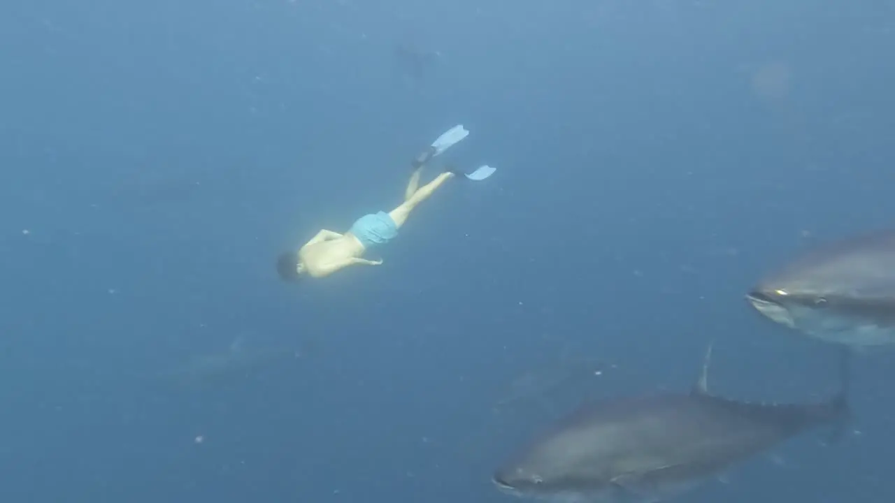 diving among bluefin tunas in ametlla de mar