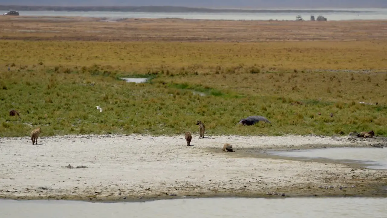 Pack of Hyenas on grassland clearing at Ngorongoro Tanzania Africa with safari vehicles behind Wide angle shot