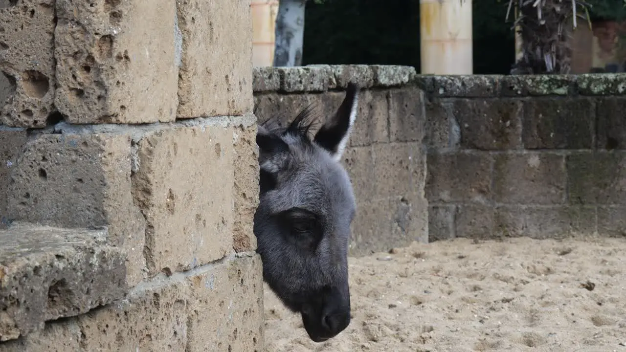 Head Of A Donkey With Body Behind Concrete Wall At Amersfoort Zoo In The Netherlands