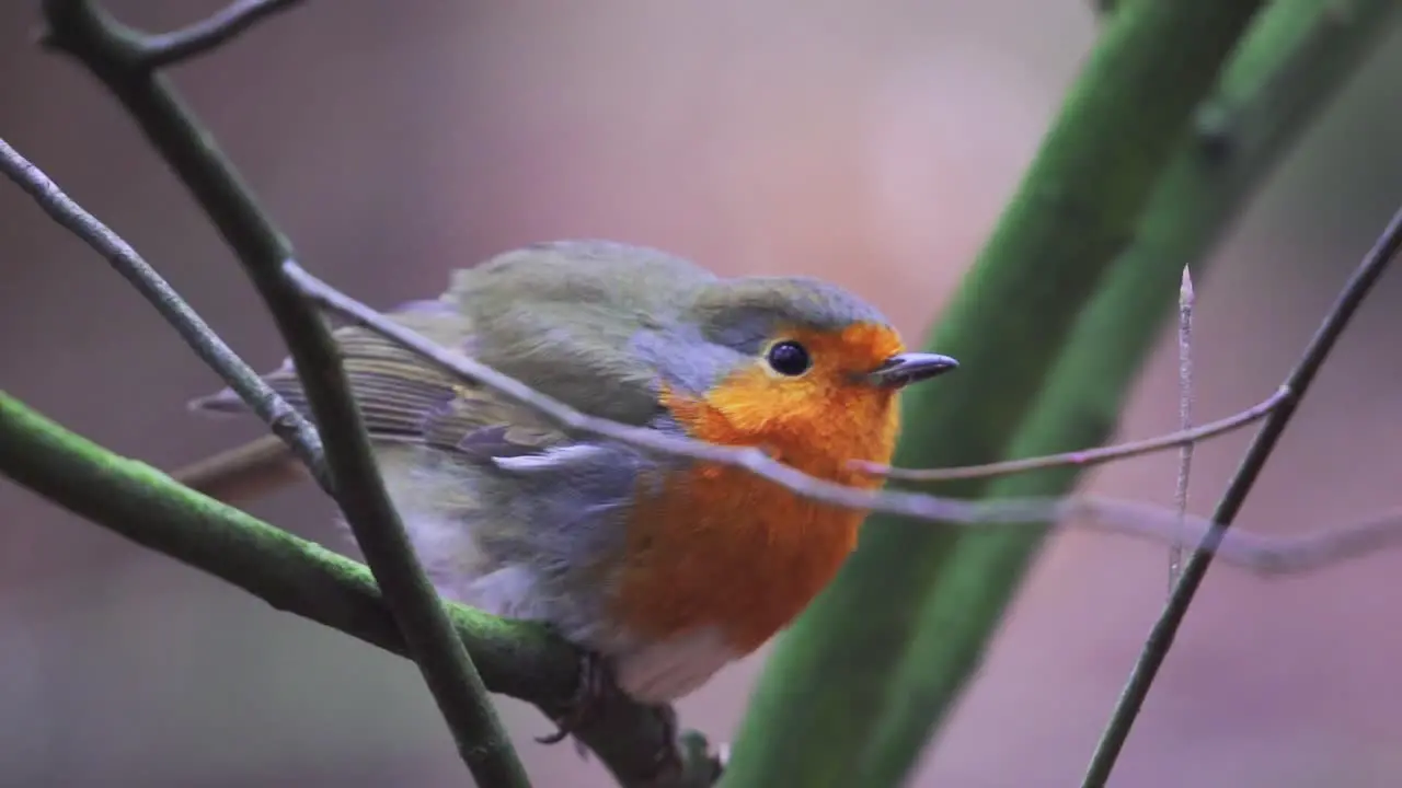 Close-up of a robin redbreast standing on a green branch in a forest