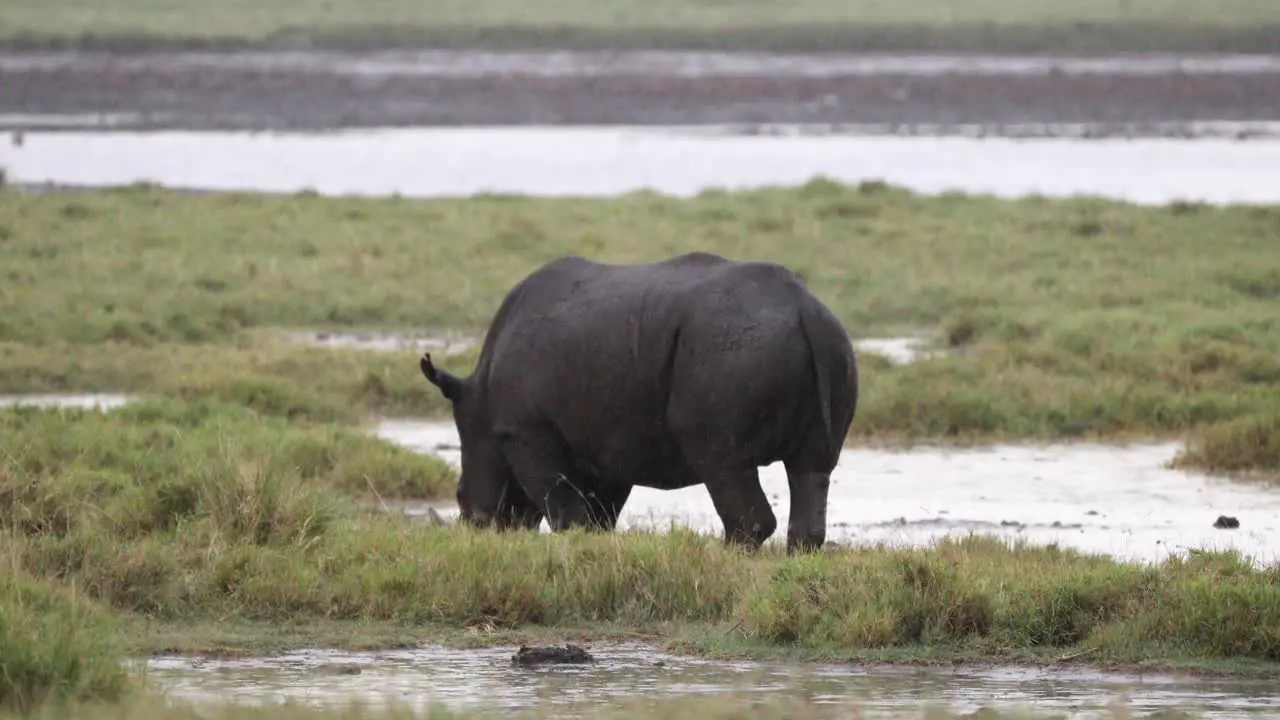 Lone Black Rhinoceros Feeding On Wetlands In Aberdare National Park Kenya Africa