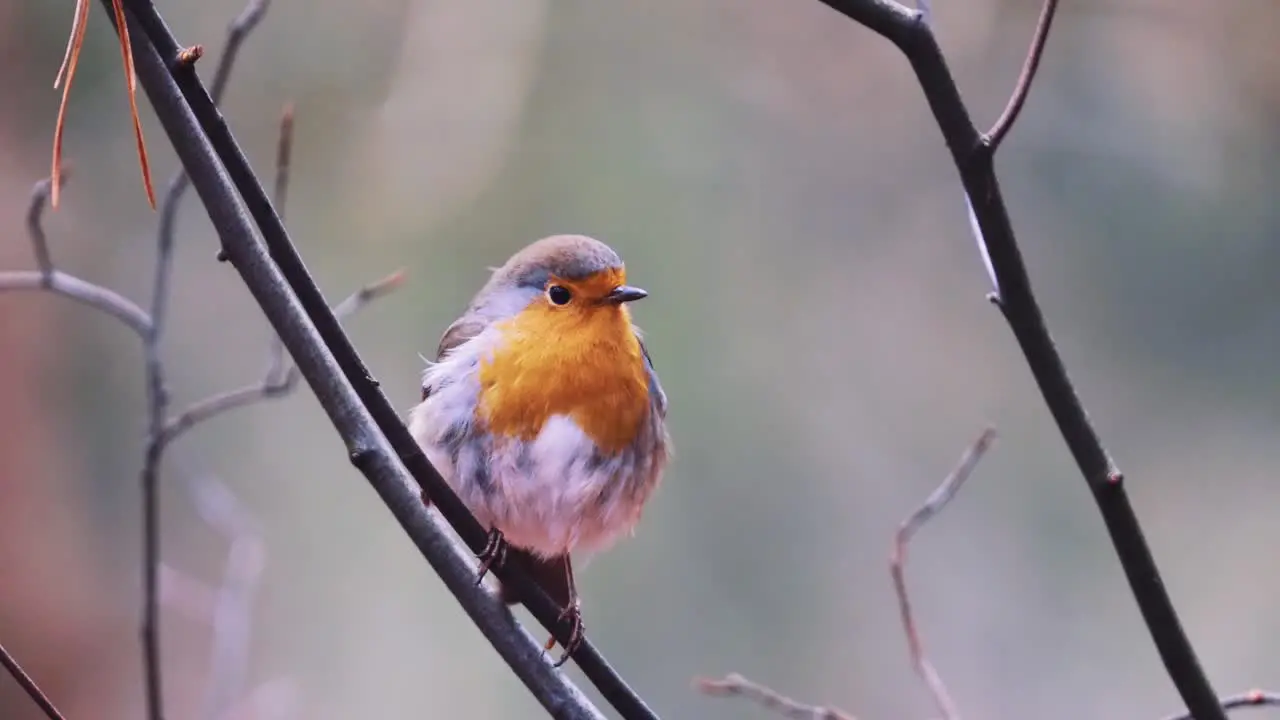 European robin songbird standing on the branch of a tree