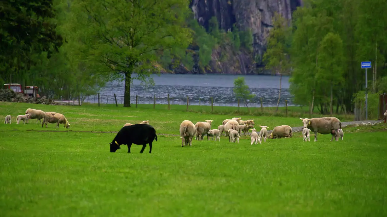 slow motion cinematic sheep herd near the mountains and a lake