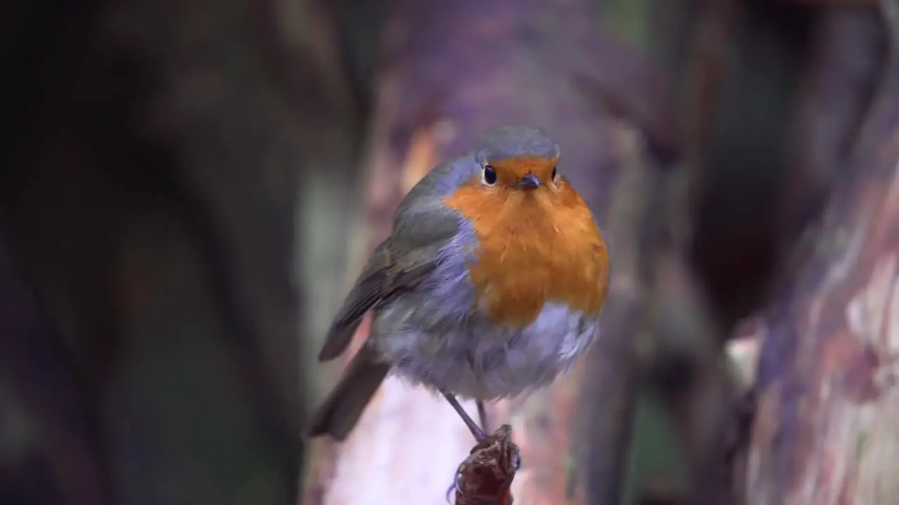 Close view of a European robin songbird looking at the camera