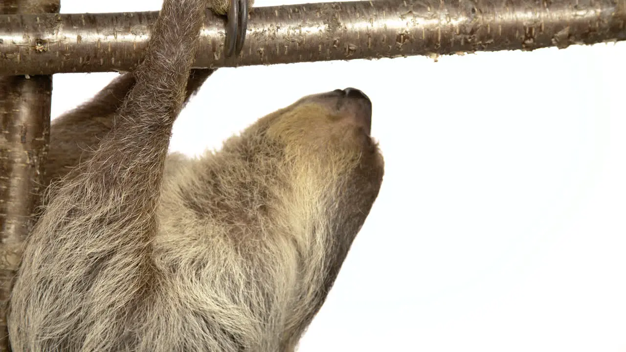 Sloth on white background climbing branch