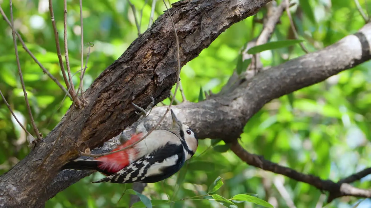 Great Spotted Woodpecker Wood Pecking at Summer Forest Close-up