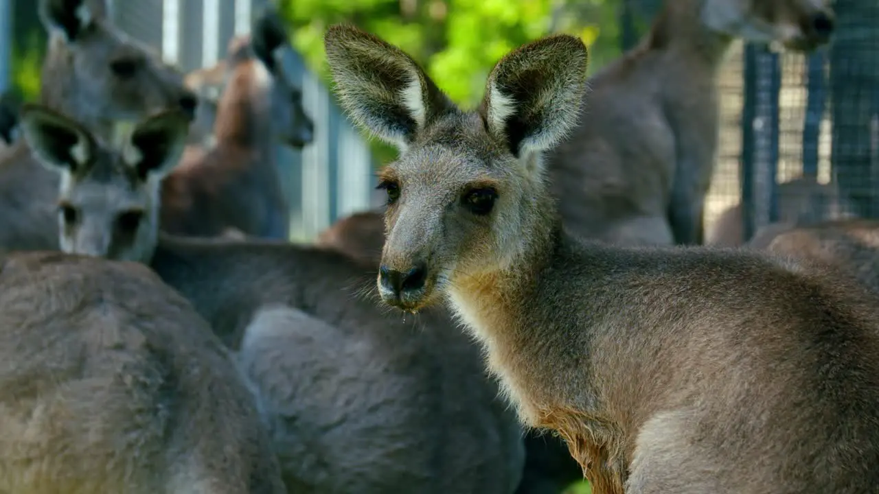 Mob Of Red Kangaroos In An Animal Sanctuary In Brisbane Queensland Macropus Rufus In Australia zoom-in shot