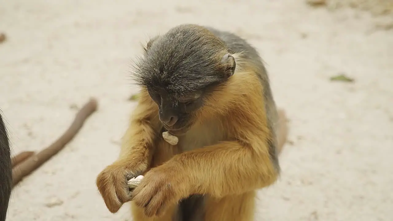 The small Sabaeus Monkey eating a peanut in the Gambian nature reserve