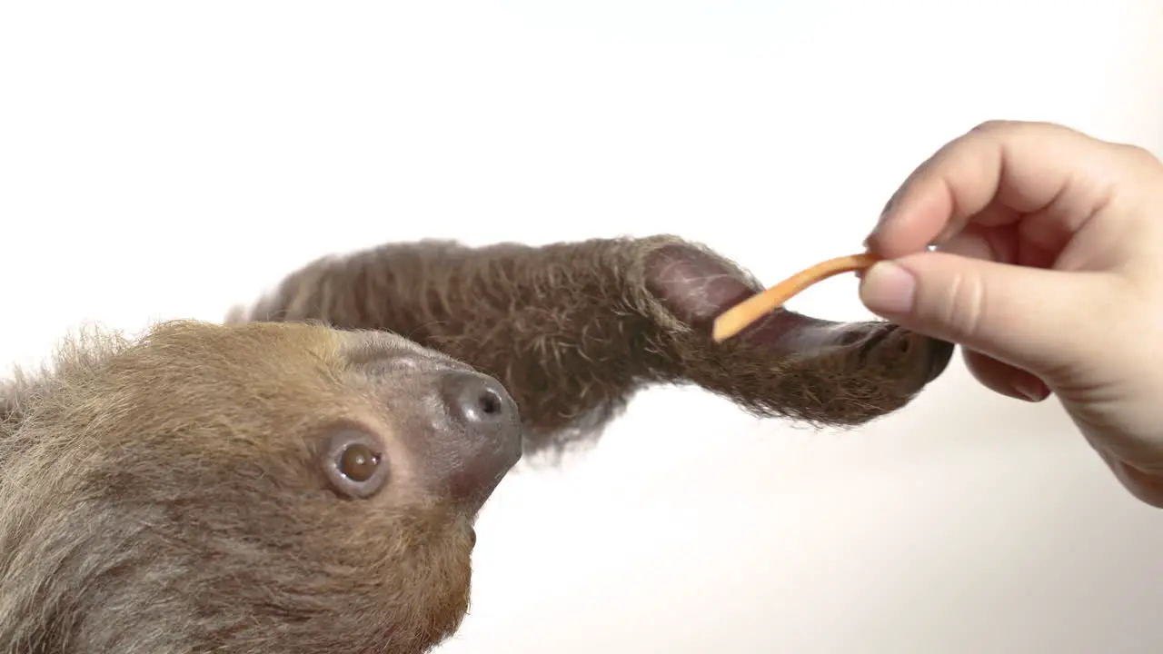 Human feeding a sloth on white background