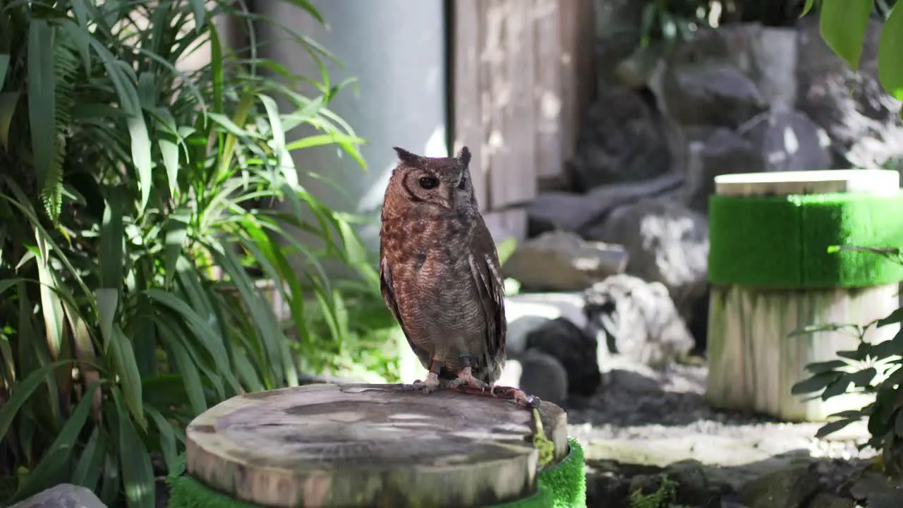 Closeup View Of An Owl In Captive Standing On A Log In Izu Japan Tele Shot